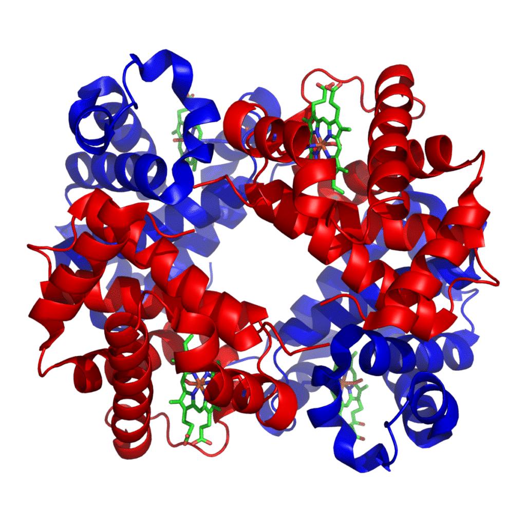 1200px-1GZX_Haemoglobin-1